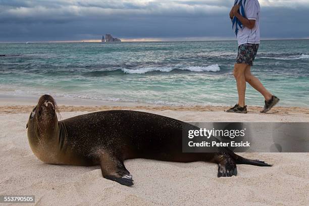 sea lion and tourist, san cristobal island, galapagos islands, ecuador at sunset with kicker rock in the background. - キッカーロック ストックフォトと画像
