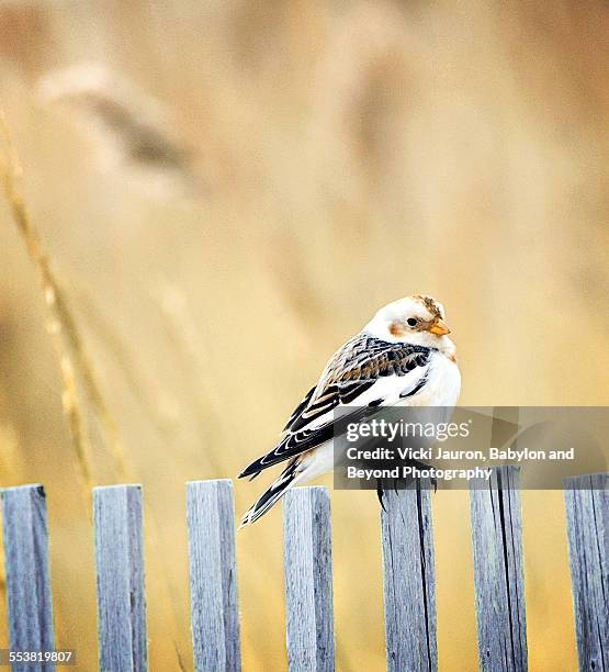 portrait of a snow bunting at jones beach west end - hempstead foto e immagini stock