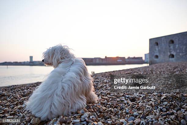 chinese crested powderpuff puppy on the beach - chinese crested powderpuff stock pictures, royalty-free photos & images