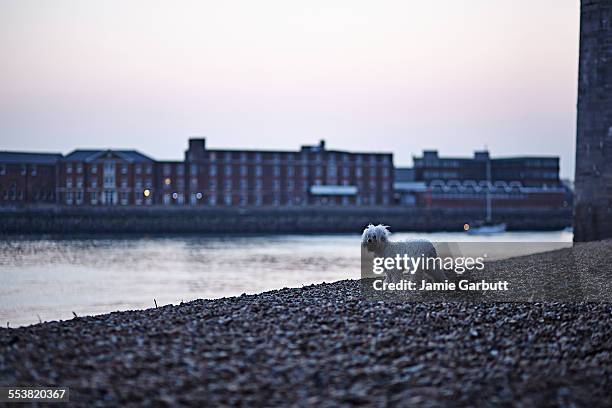 a white puppy stood on a stoney beach at dusk - chinese crested powderpuff stock pictures, royalty-free photos & images