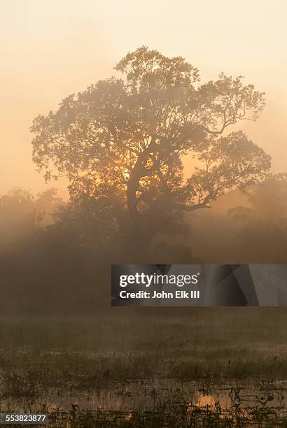 sigiria, tree at dawn - dambulla stock pictures, royalty-free photos & images