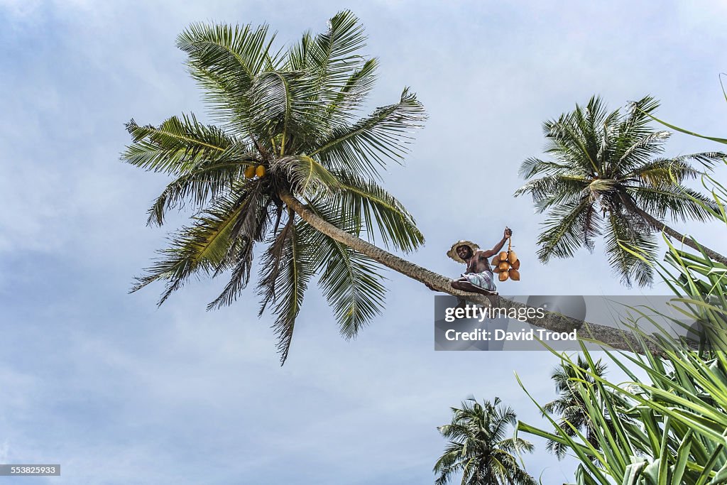 Man harvesting coconuts from a coconut tree