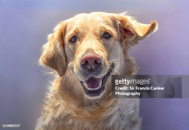 portrait of a fearful female golden retriever - hund nicht mensch stock-fotos und bilder