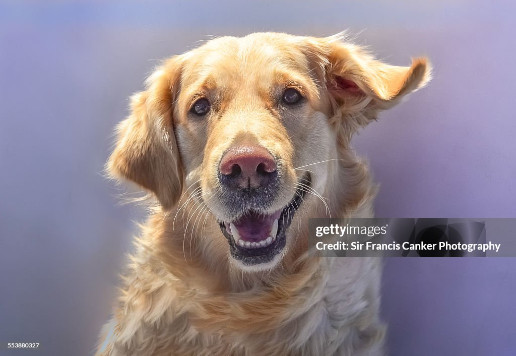 Portrait of a fearful female golden retriever