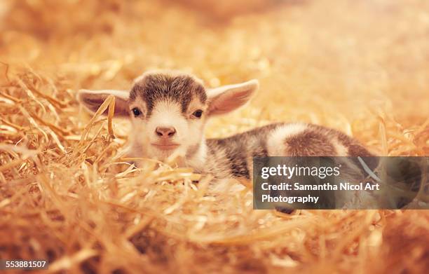 kid - baby goat - getkilling bildbanksfoton och bilder