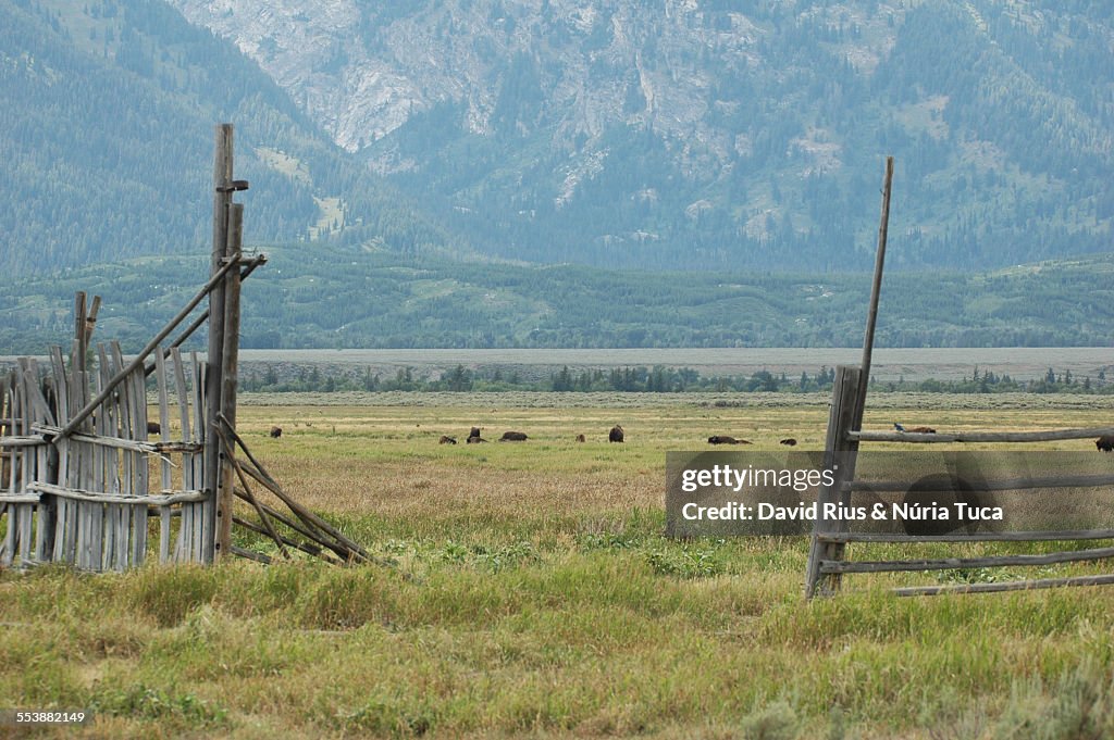 Herd of bison