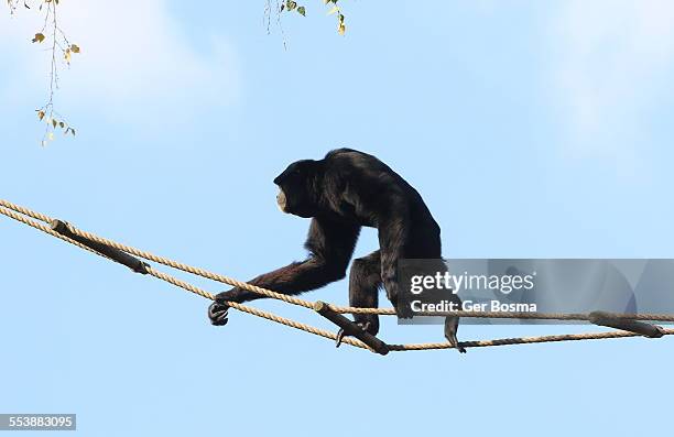 siamang skywalker - gibbon stock pictures, royalty-free photos & images