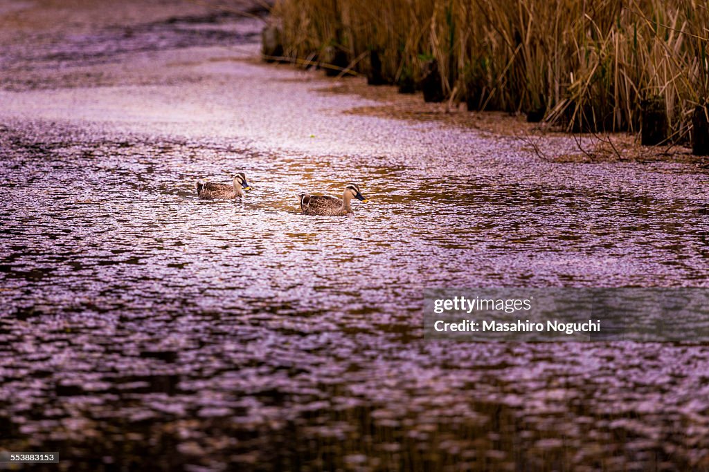 Ducks swimming in sakura petals