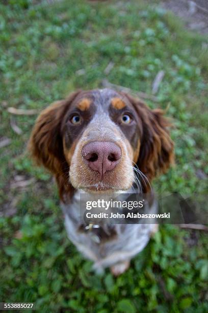 dog sitting look up - english springer spaniel stockfoto's en -beelden