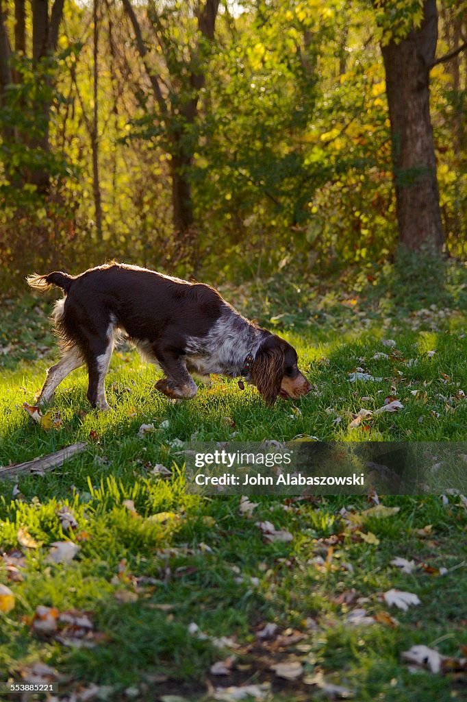 Dog sniffing in the sun