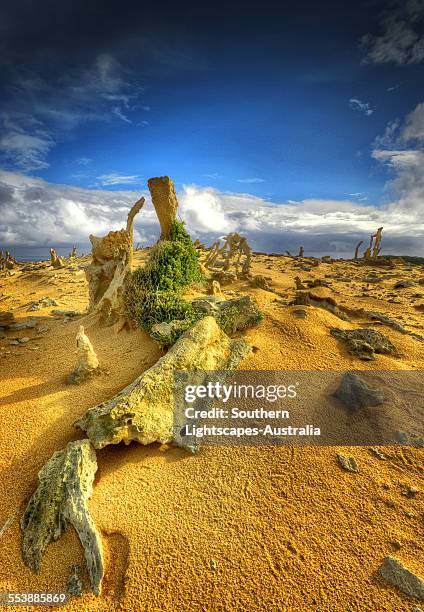 the calcified forest king island - calcification stock-fotos und bilder