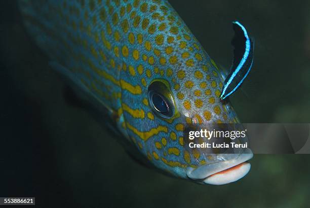 painted sweetlips (diagramma pictum) - cleaner wrasse bildbanksfoton och bilder