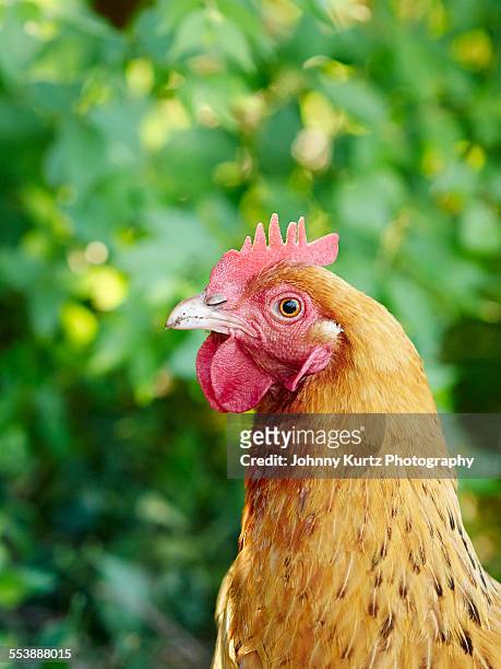 wild chicken - saxony stock pictures, royalty-free photos & images