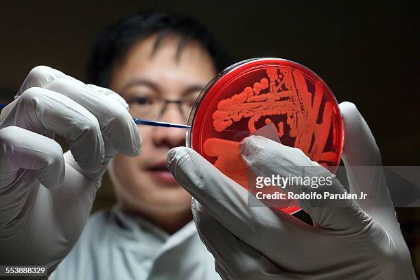 microbiologist holding a culture plate of an mrsa - mrsa stock pictures, royalty-free photos & images