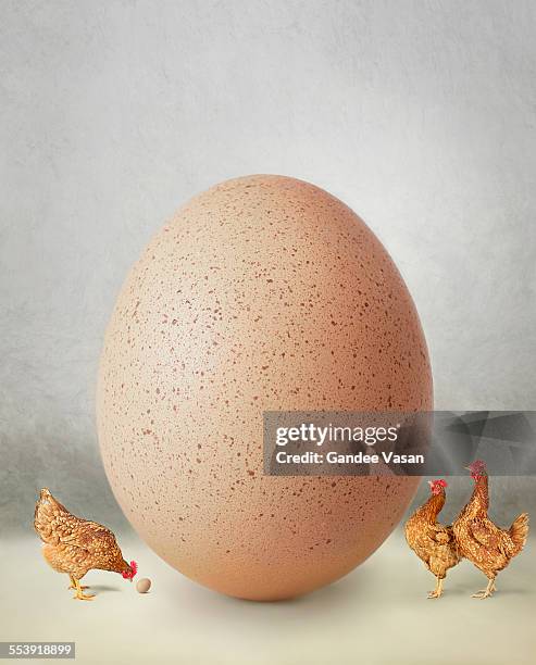 chicken and giant egg - spotted egg stock pictures, royalty-free photos & images