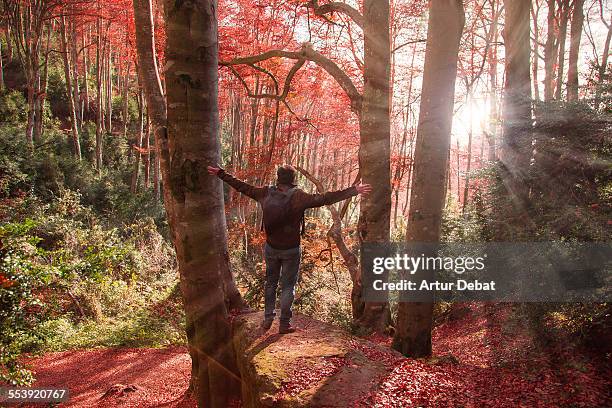 Man with arms raised on the stunning autumn beech.