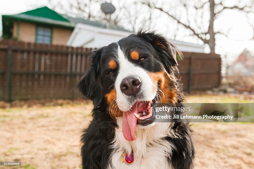 A large and happy Bernese Mountain Dog