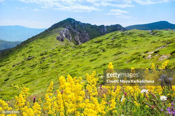 mountain meadow with yellow wildflowers ( galium ) - galium stock pictures, royalty-free photos & images