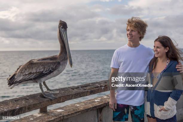 teenage couple look at brown pelican on wharf - pelican stock pictures, royalty-free photos & images
