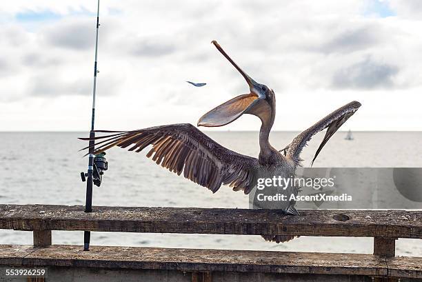 brown pelican catches fish mid air in bill - funny fish stock pictures, royalty-free photos & images