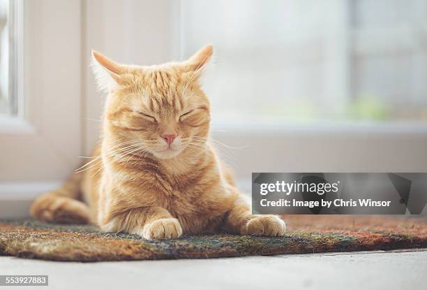 ginger cat sleeping on doormat - estera fotografías e imágenes de stock