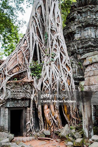tree overgrown temple of ta prohm - 2004 2015 stock pictures, royalty-free photos & images
