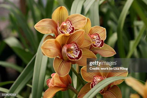45 Orange Cymbidium Orchids Stock Photos, High-Res Pictures, and