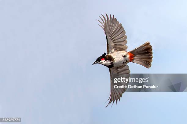red-whiskered bulbul (pycnonotus jocosus) flying - bulbuls stock pictures, royalty-free photos & images