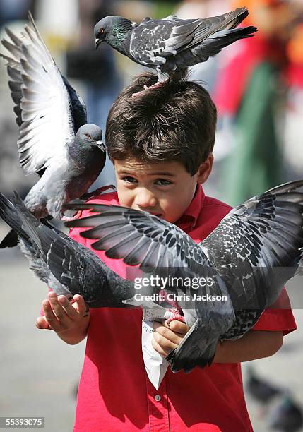 Young boy feeds the pigeons in Saint Marks Square September 12, 2005 in Venice, Italy. Thousands of tourists turn up every day to feed the Pigeons...