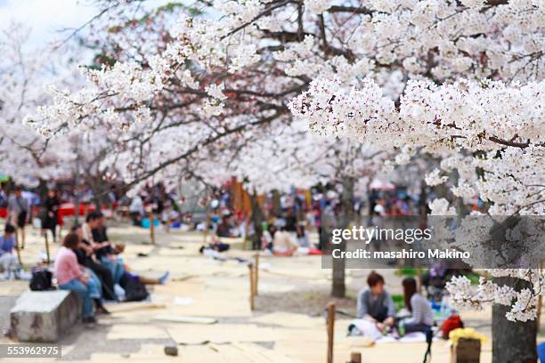 cherry blossoms viewing party - hanami stock pictures, royalty-free photos & images