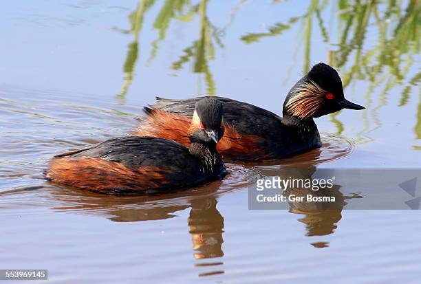 black-necked grebe bonding - grebe stock pictures, royalty-free photos & images
