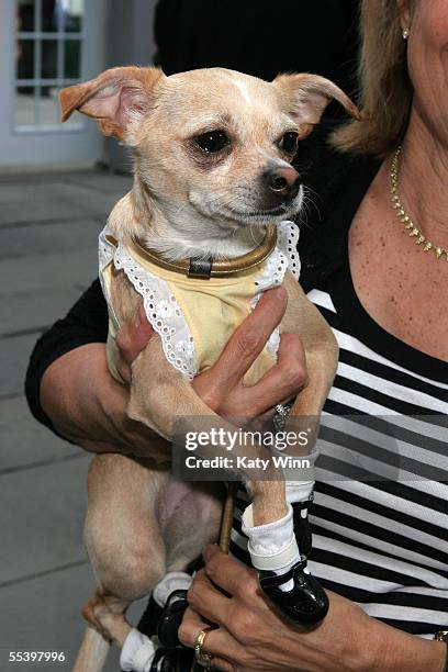 Lucy Anne attends day 5 of Olympus Fashion Week Spring 2006 at Bryant Park September 13, 2005 in New York City.