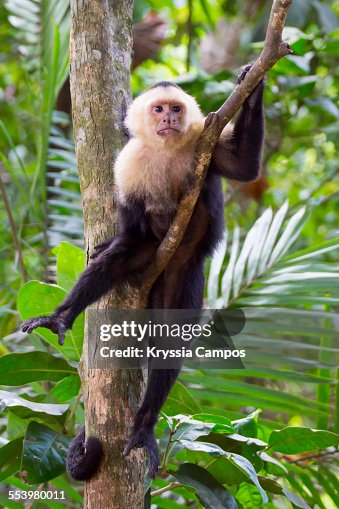 White faced Capuchin monkey posing on tree branch White faced Capuchin monkey posing on tree branch