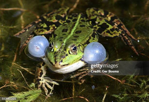 pool frog inflatable - frog stock pictures, royalty-free photos & images