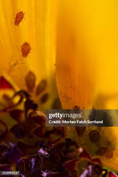 spider mites - ácaro vermelho imagens e fotografias de stock