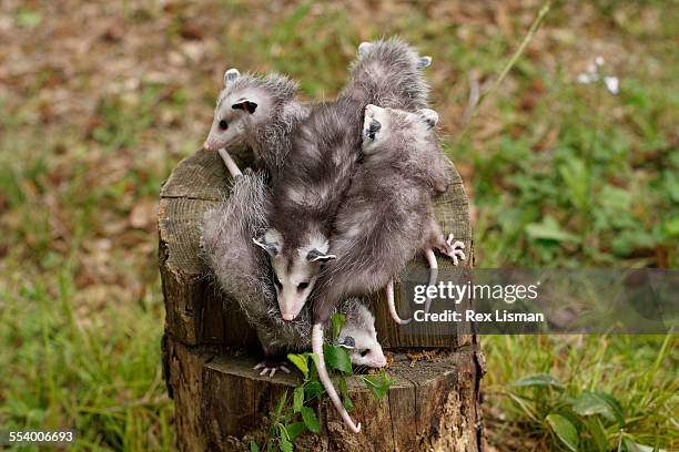 a litter of baby opossums - ミナミオポッサム ストックフォトと画像