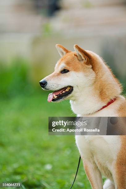 japanese dog - akita inu stock pictures, royalty-free photos & images