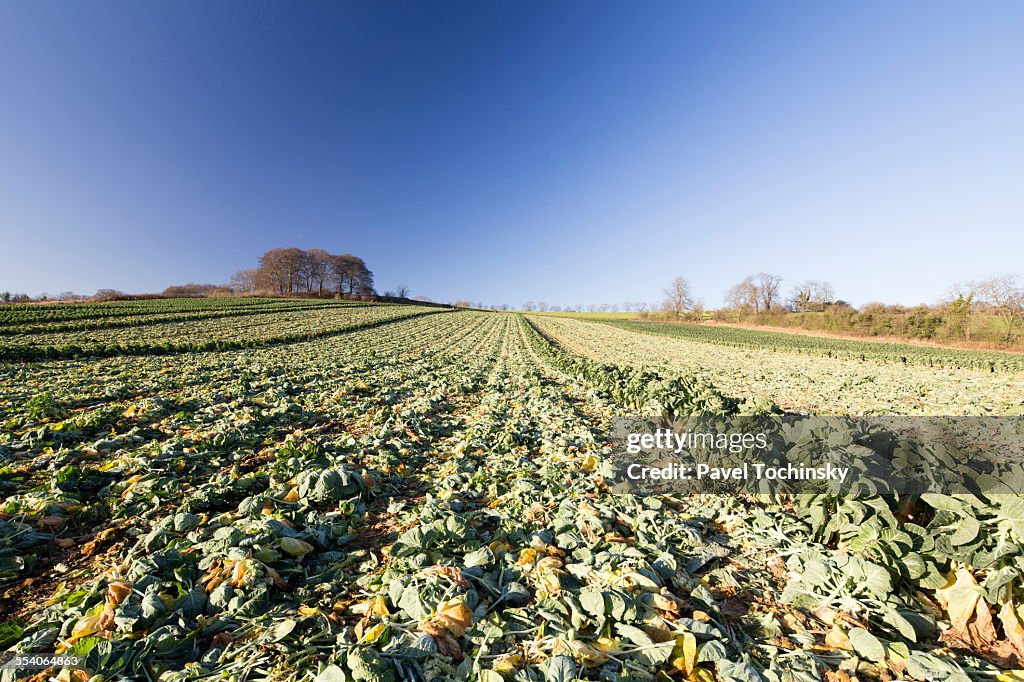 Brussels sprout field near Chipping Camden