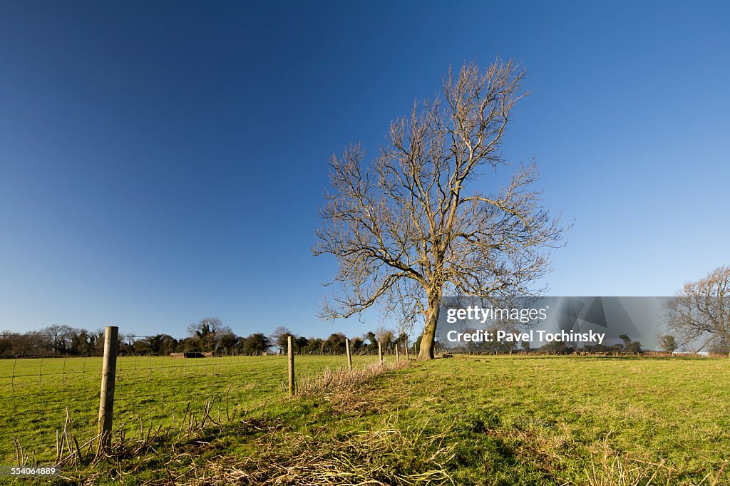 Lonely tree in the Cotswolds fields in winter