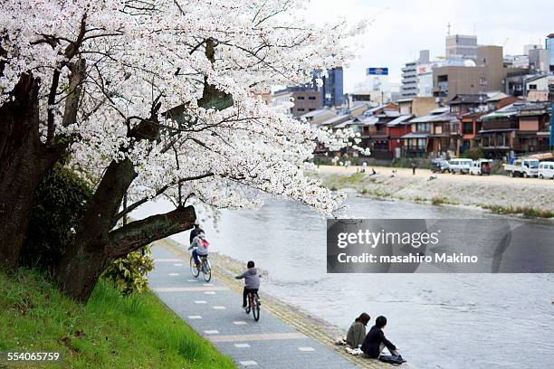 spring view of kamo river, kyoto city - kamo river stock pictures, royalty-free photos & images