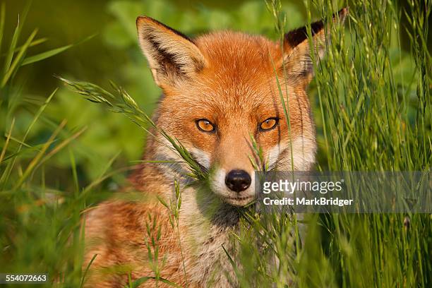 red fox - tierisches auge stock-fotos und bilder
