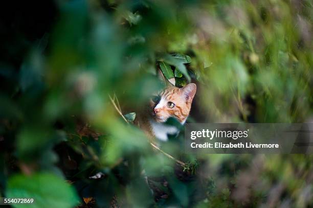 ginger cat in a bush - hiding behind bush stock pictures, royalty-free photos & images