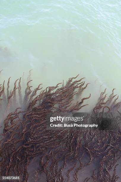 seaweed pattern in murky, milky water - chrysophyte algae fotografías e imágenes de stock