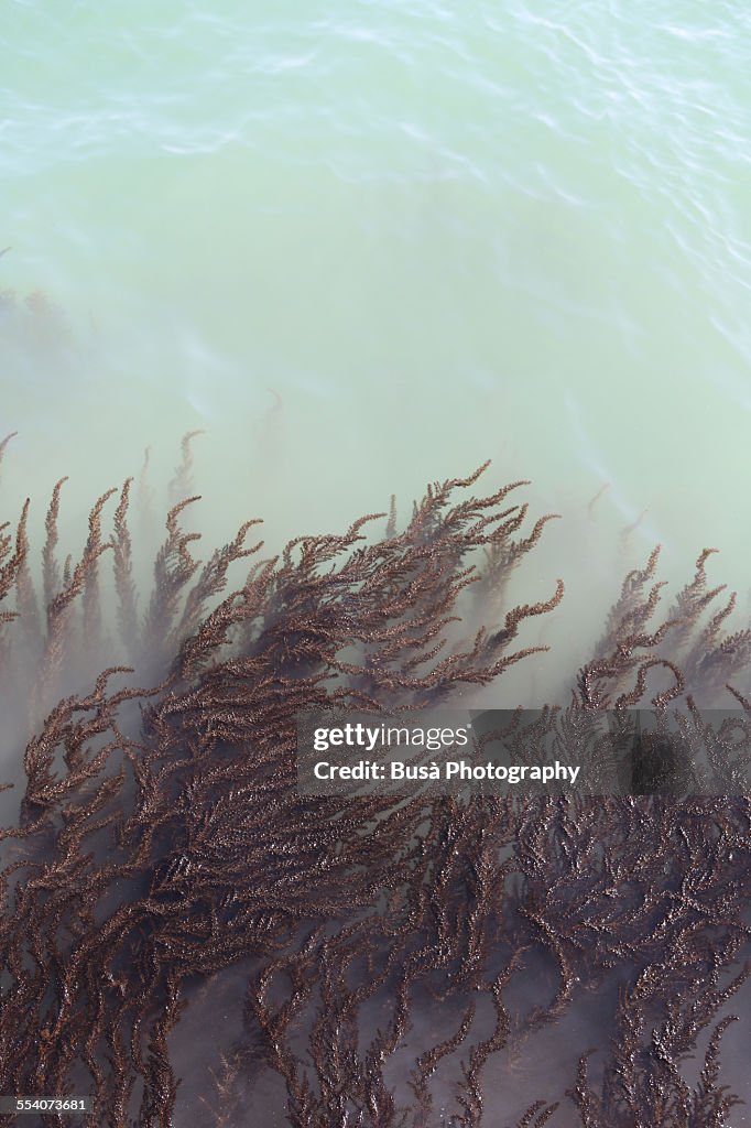 Seaweed pattern in murky, milky water