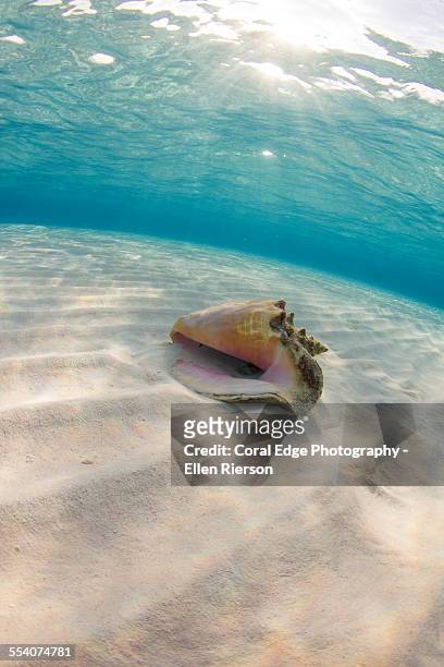 sunrise on grand cayman sandbar - conch shell 個照片及圖片檔