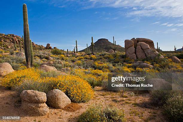 flowers, saguaros and boulders in the desert - scottsdale 個照片及圖片檔