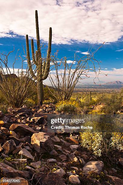 Spring In Desert 625 Spring In The Sonoran Desert Stock Photos, High-Res Pictures, and ...