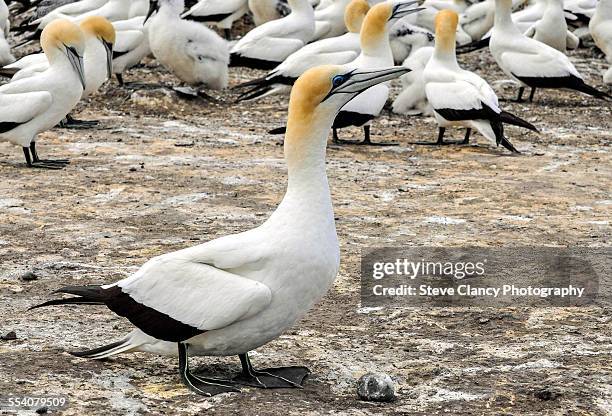 gannet - cape kidnappers gannet colony stock pictures, royalty-free photos & images