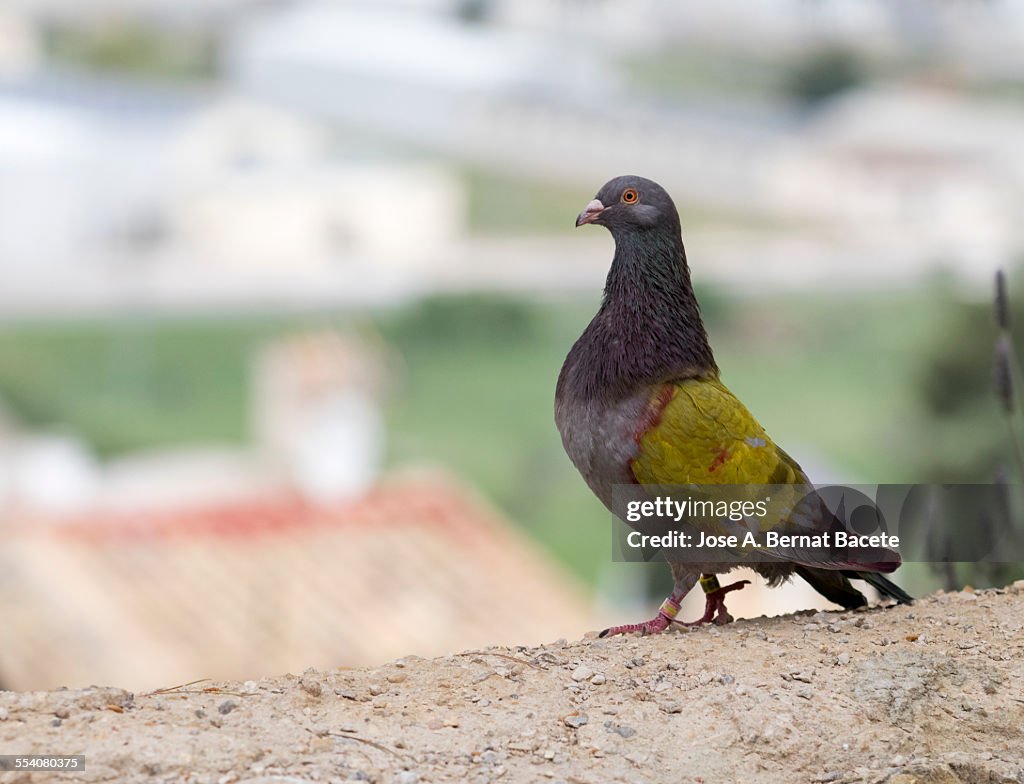 Carrier pigeon of Competition