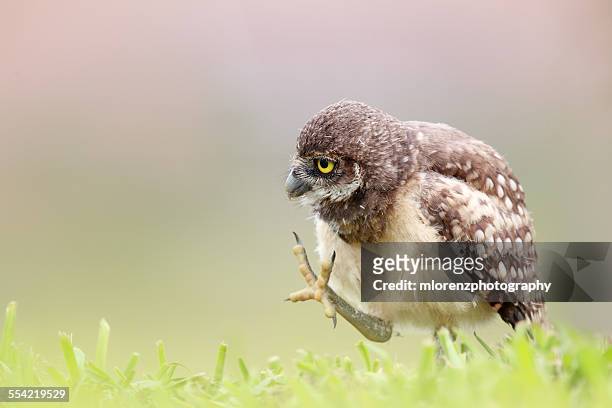 Itchy Burrowing Owlet